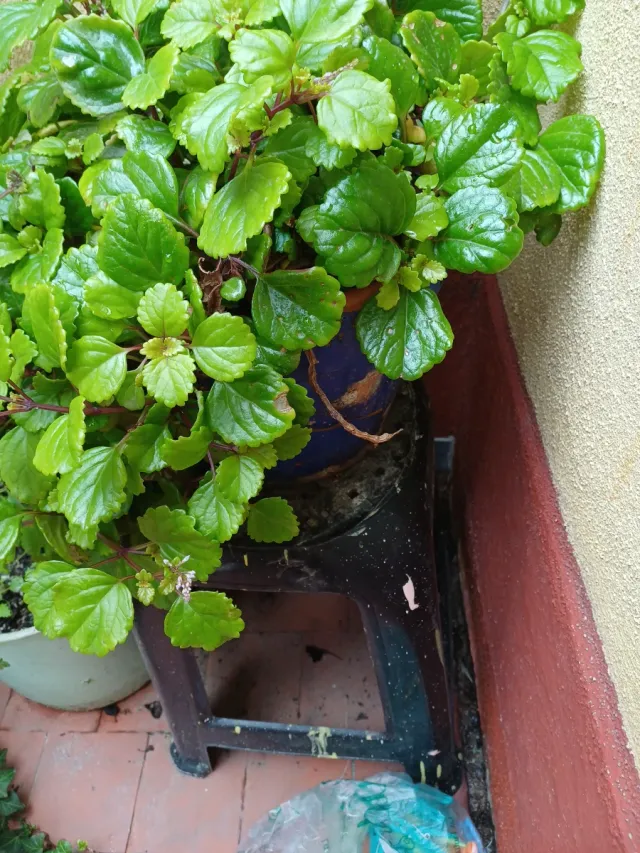 Planta de dinero en maceta