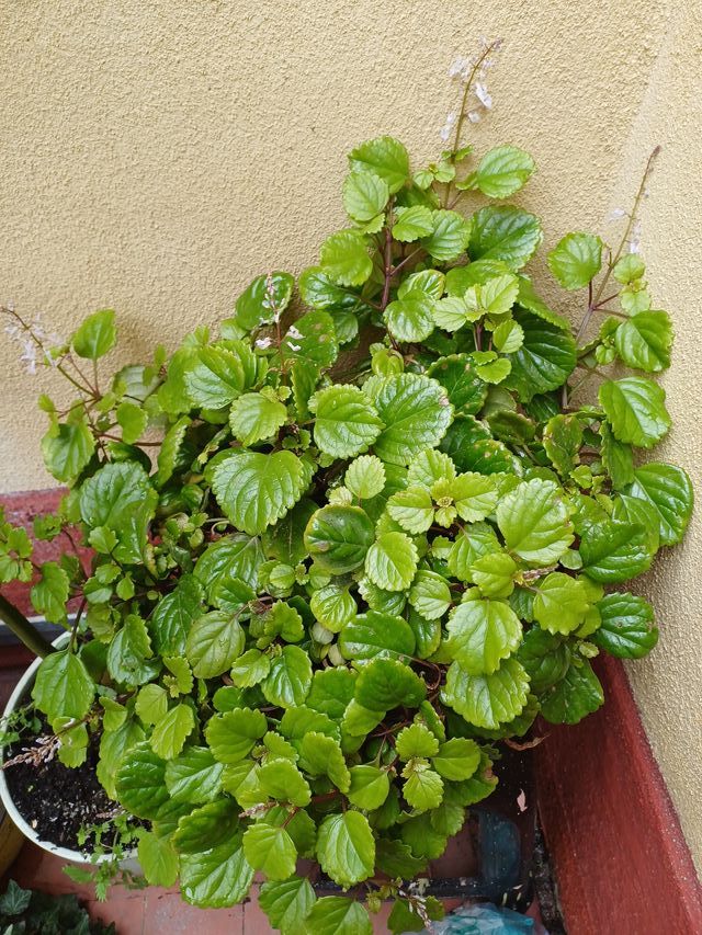 Planta de dinero en maceta