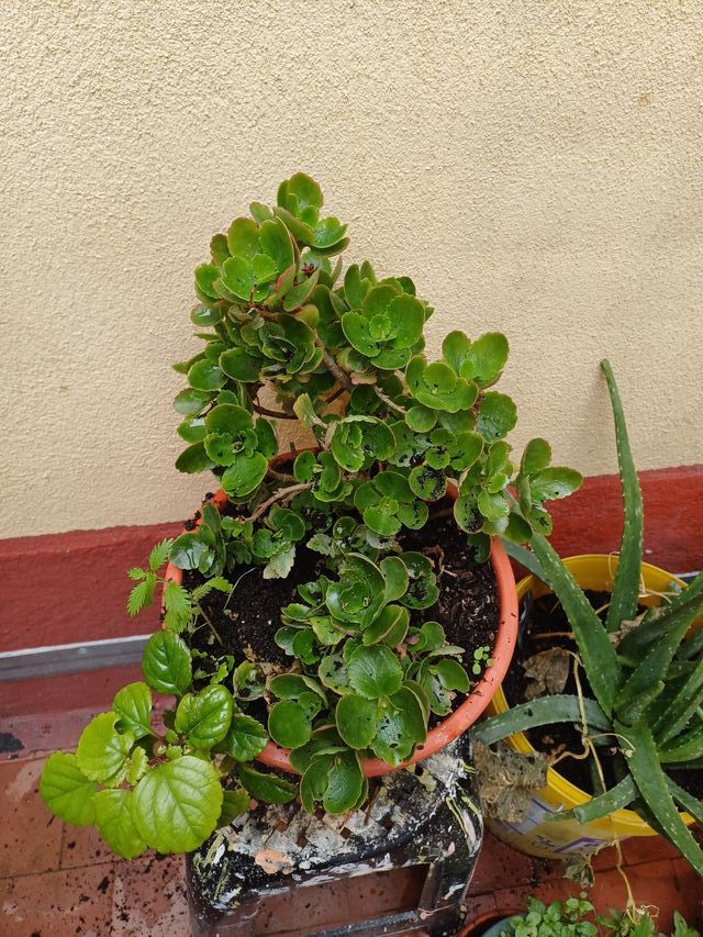 Planta de interior verde