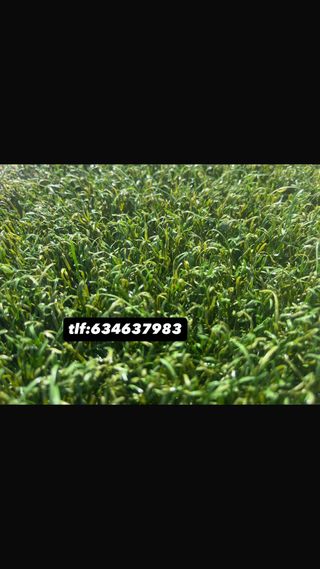 Cesped Artificial Reciclado