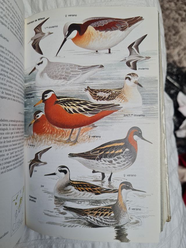 Aves de Europa: con el Norte de África y el Pró...