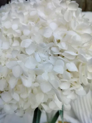 Ramo de novia redondo preservado