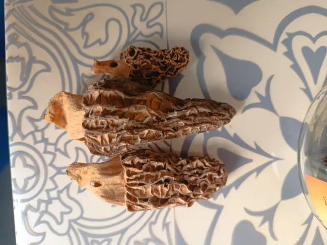 Funghi Colmenillas disidratati