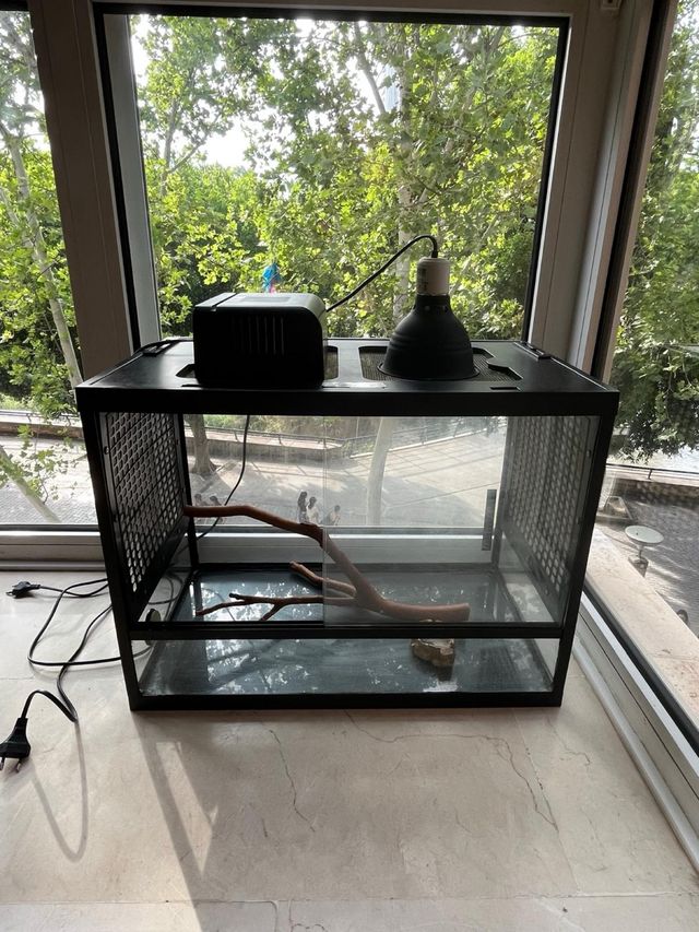 Terrario completo Pogona - Buen estado