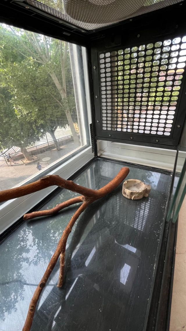 Terrario completo Pogona - Buen estado