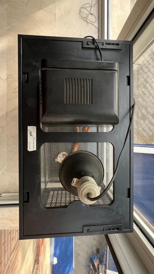 Terrario completo Pogona - Buen estado