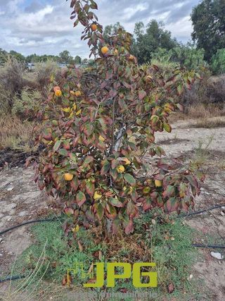 Terreno en venta en Campello Pueblo en Campello (el)