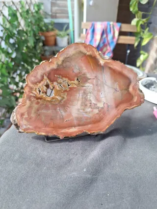 Madera Petrificada Fósil