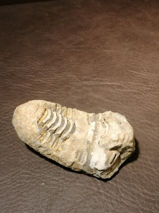 Fósil Trilobite Aprox. 8 cm Ref. 38