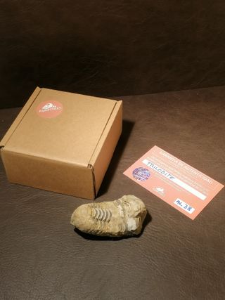 Fósil Trilobite Aprox. 8 cm Ref. 38
