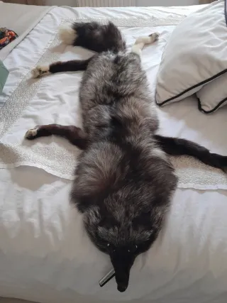 Cuello de abrigo de piel