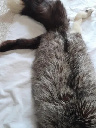 Cuello de abrigo de piel