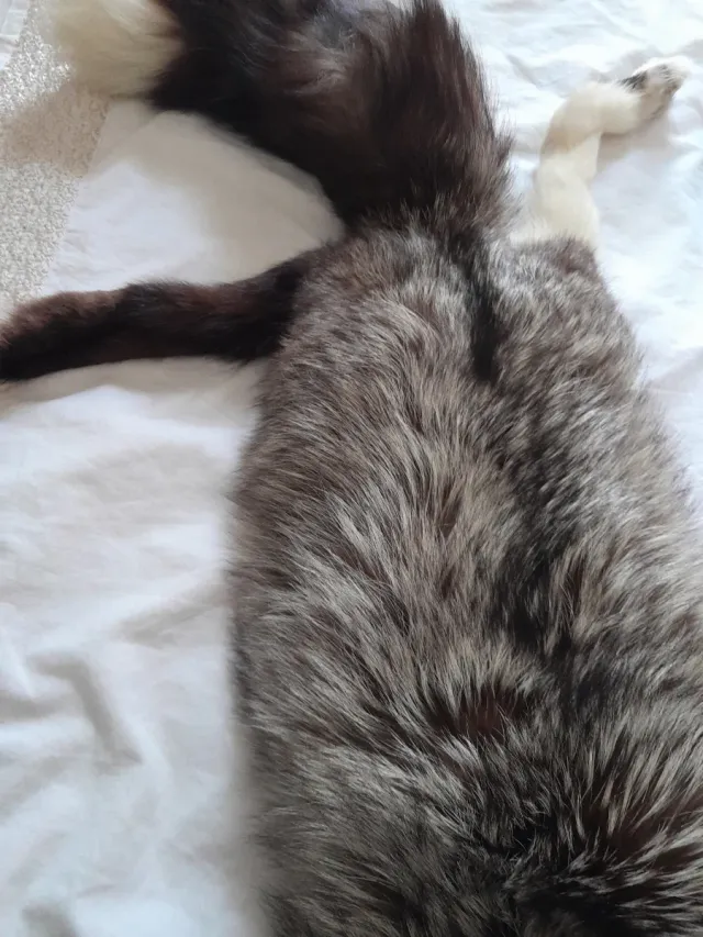 Cuello de abrigo de piel