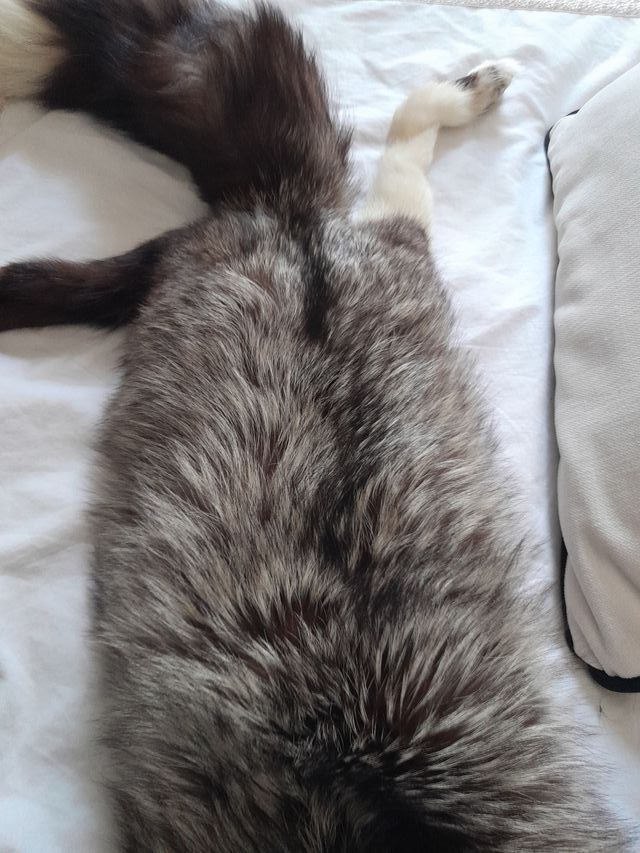 Cuello de abrigo de piel