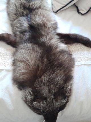 Cuello de abrigo de piel