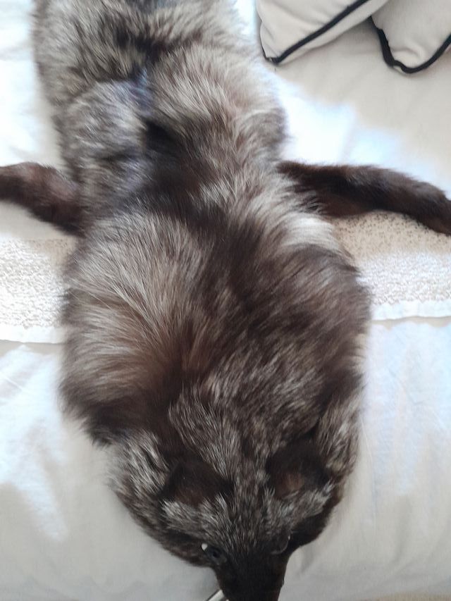 Cuello de abrigo de piel