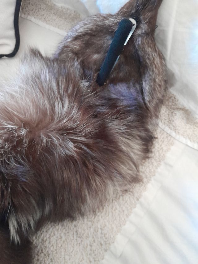 Cuello de abrigo de piel