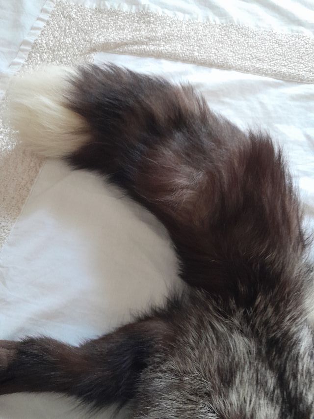 Cuello de abrigo de piel