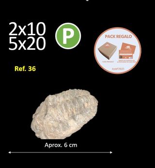 Fósil Trilobites Ref. 36 Aprox. 6 cm