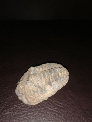 Fósil Trilobites Ref. 36 Aprox. 6 cm