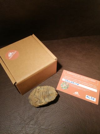 Fósil Trilobites Ref. 36 Aprox. 6 cm