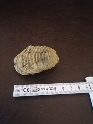 Fósil Trilobites Ref. 36 Aprox. 6 cm