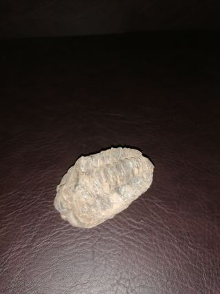 Fósil Trilobites Ref. 36 Aprox. 6 cm