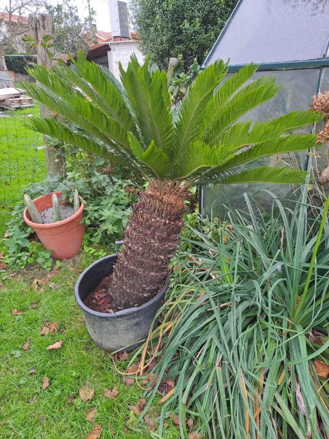 Planta Cyca Revoluta