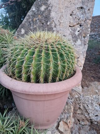 Cactus en maceta