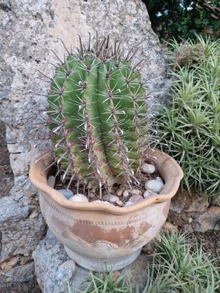 Cactus en maceta de barro