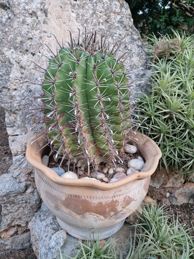 Cactus en maceta de barro