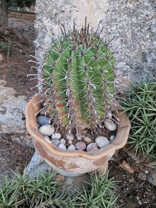Cactus en maceta de barro