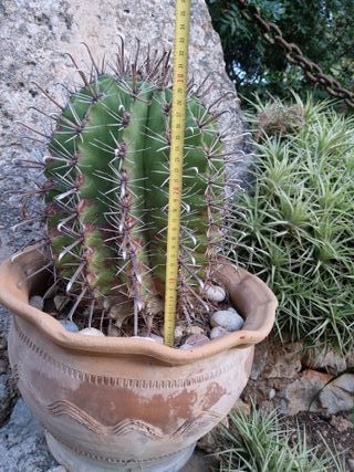 Cactus en maceta de barro