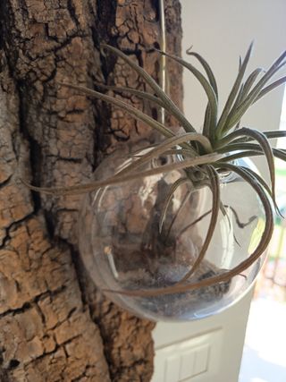 Decorazione Legno e Vetro con Piante