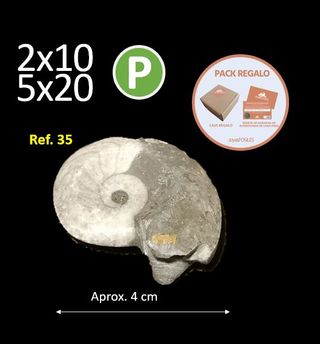 Fósil Ammonite Aprox. 4 cm Ref. 35