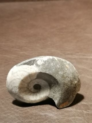 Fósil Ammonite Aprox. 4 cm Ref. 35