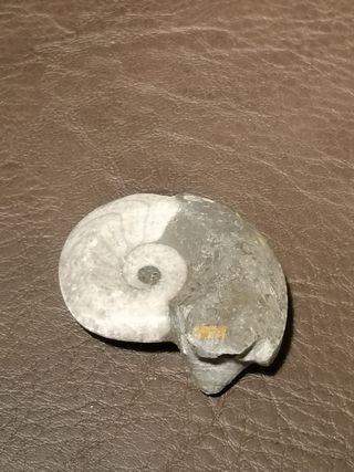 Fósil Ammonite Aprox. 4 cm Ref. 35
