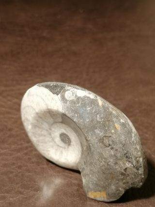 Fósil Ammonite Aprox. 4 cm Ref. 35