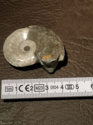 Fósil Ammonite Aprox. 4 cm Ref. 35