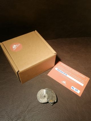 Fósil Ammonite Aprox. 4 cm Ref. 35