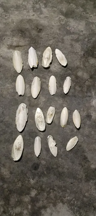 Huesos de Sepia para Pájaros