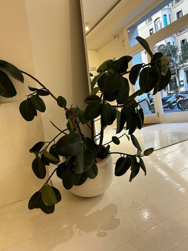 Planta Ficus en Maceta Blanca