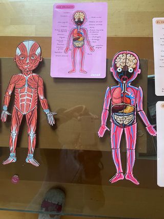 Puzzle Janod Cuerpo Humano Educativo