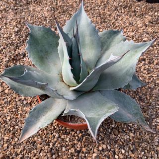 Agave Ovatifolia