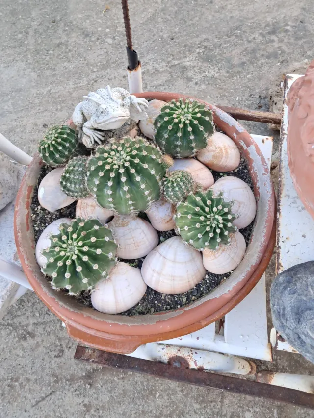 Maceta con cactus y decoración