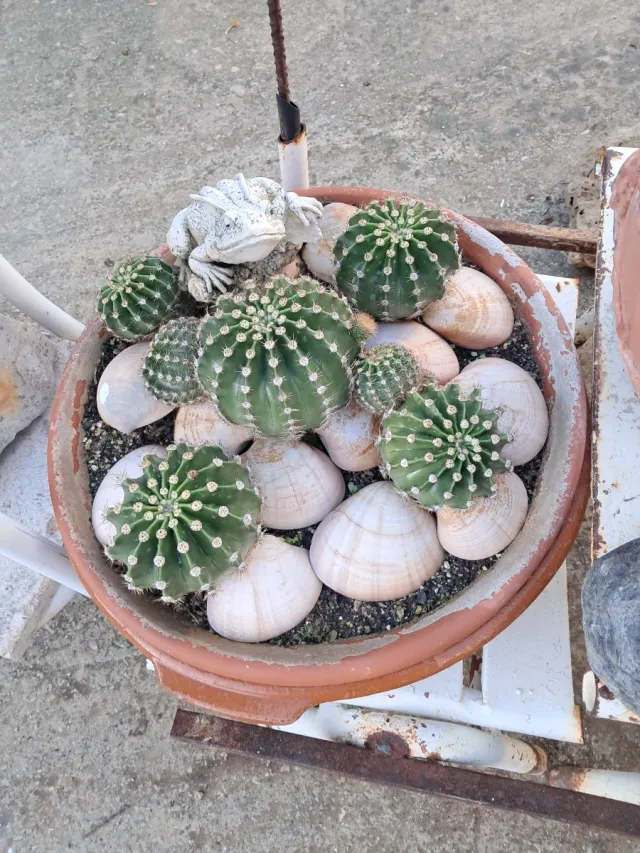 Maceta con cactus y decoración