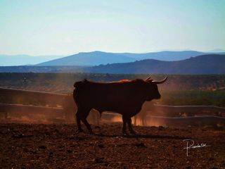 Cámara Fujifilm HS10