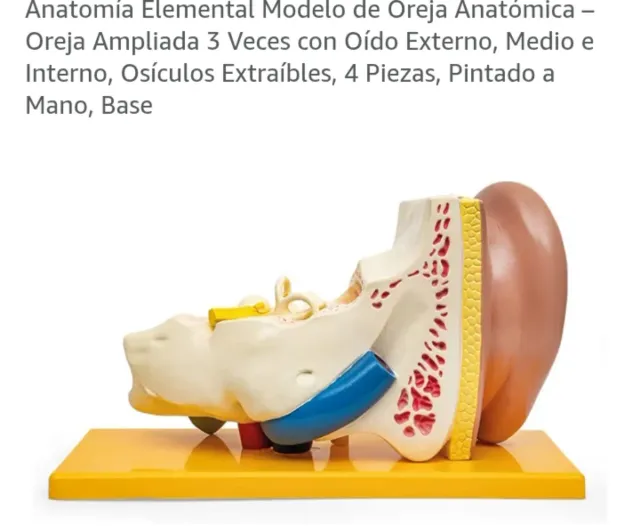 Modello anatomico dell'orecchio ingrandito 3 volte