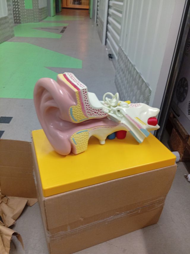 Modello anatomico dell'orecchio ingrandito 3 volte