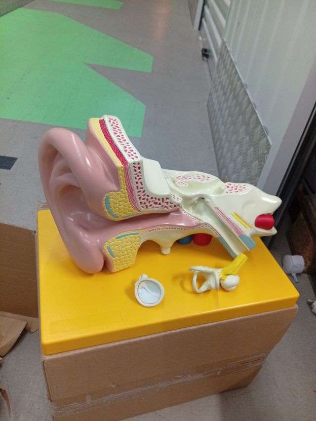 Modello anatomico dell'orecchio ingrandito 3 volte